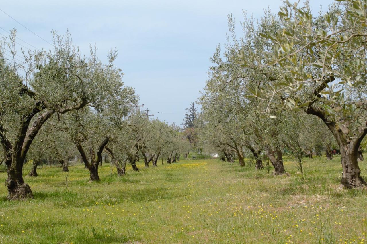 Olivemare Holidays Νέα Ηράκλεια Εξωτερικό φωτογραφία